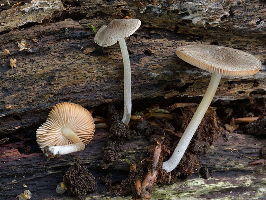 Плютей львино-жёлтый