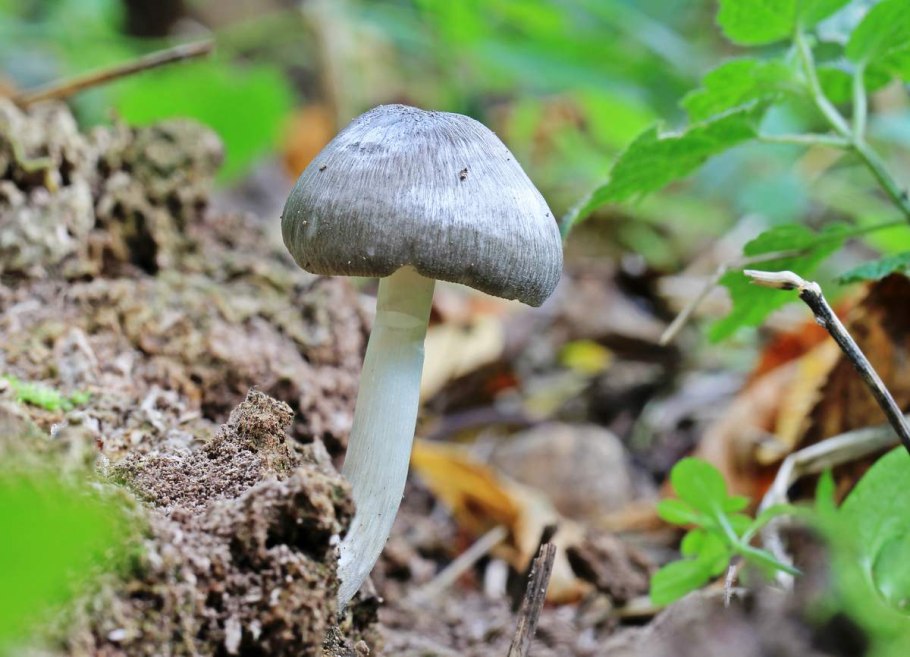 Плютей синеногий