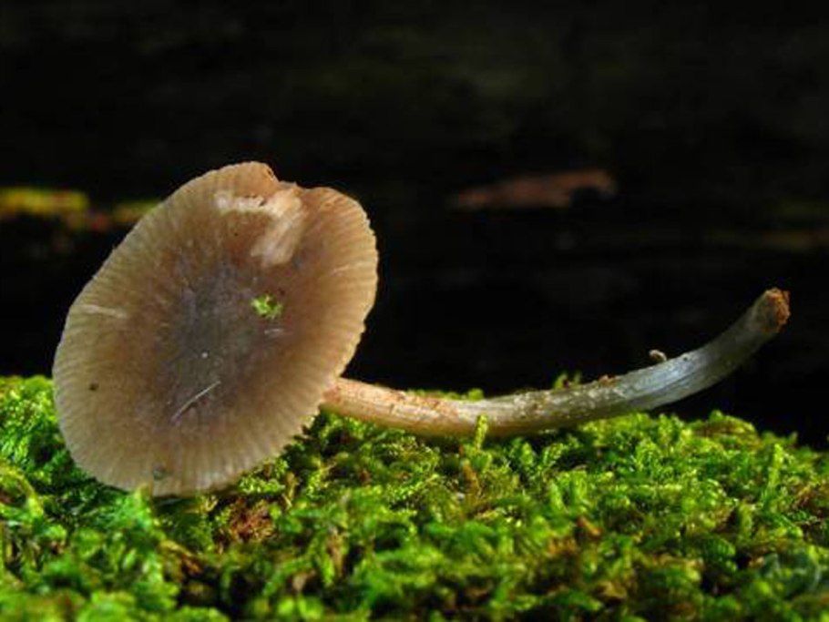 Плютей синеногий