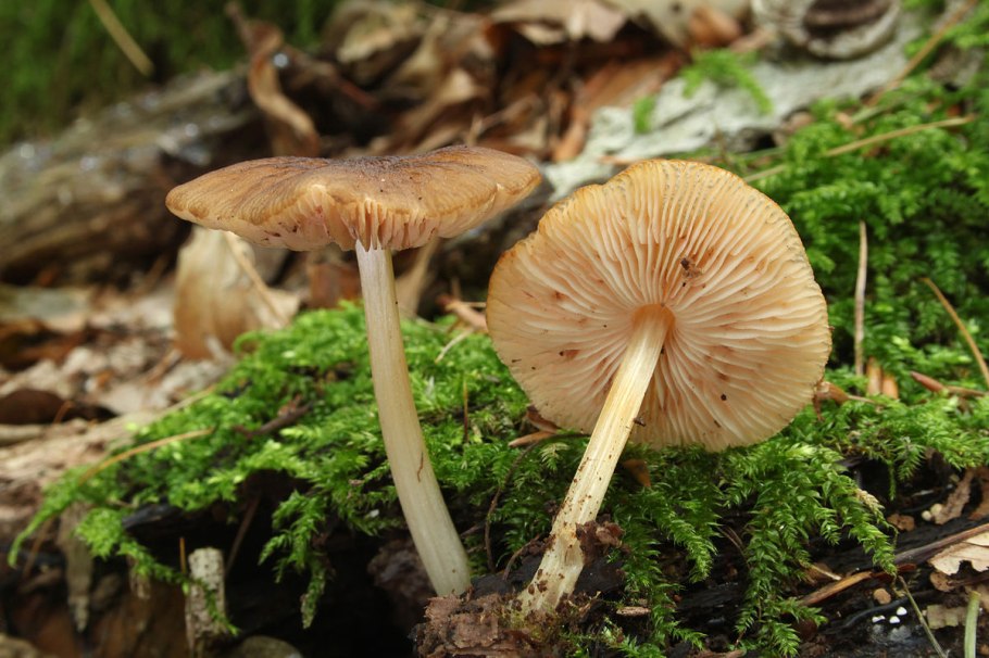 Плютей бледноватый (Pluteus satur)