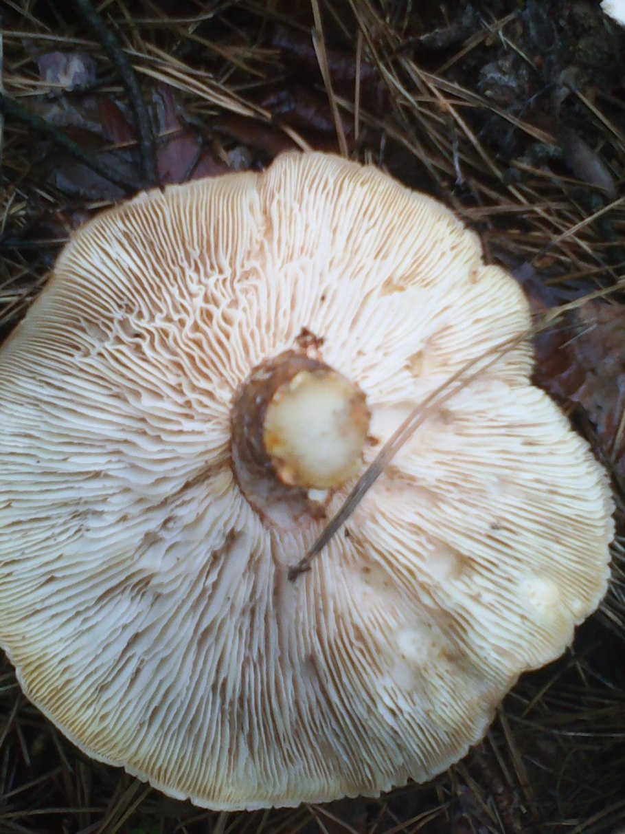 Трутовик Пилолистник