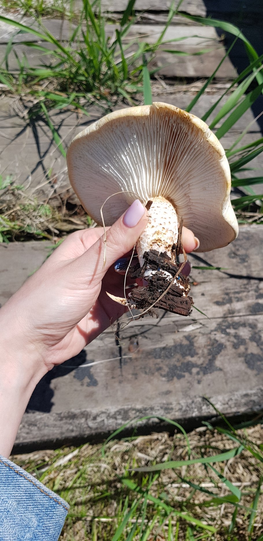 Грибы Волгоградской области 2020