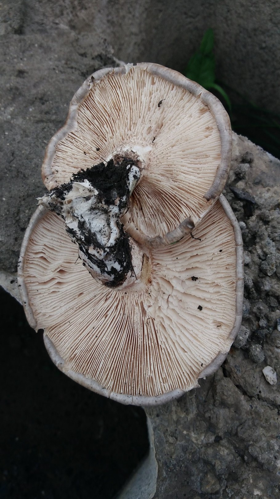 Гомфус чешуйчатый