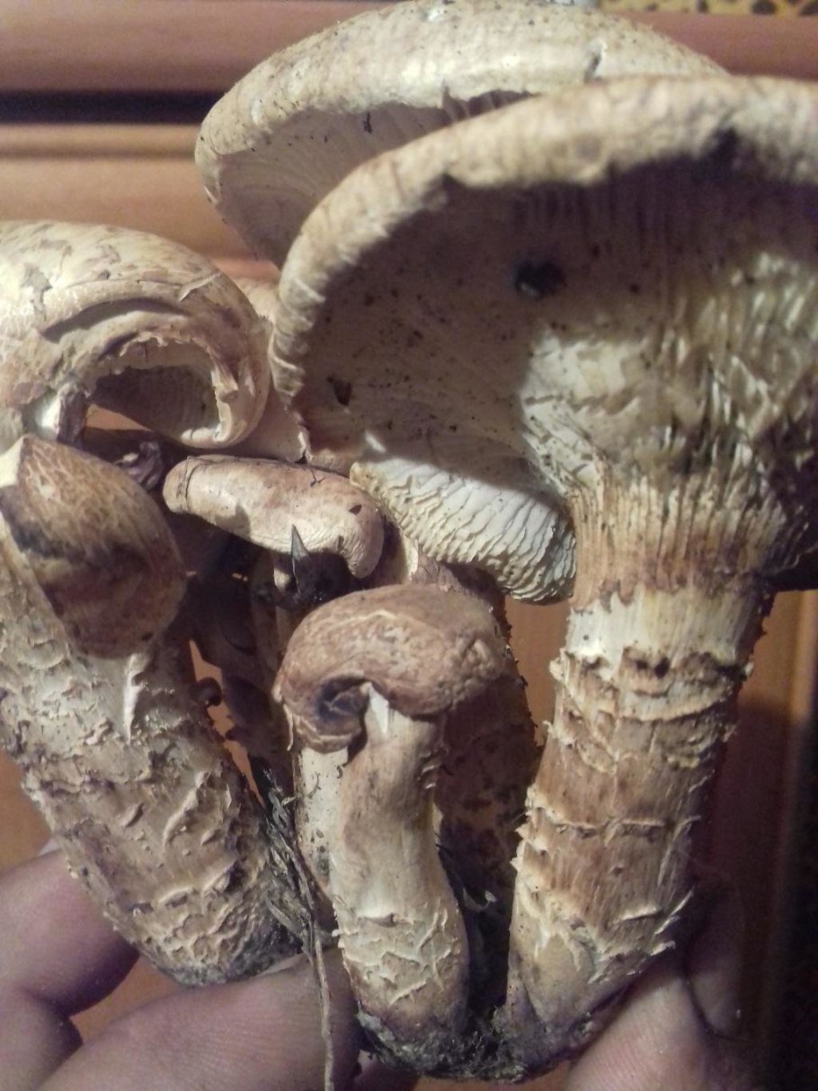 Шпальный гриб фото