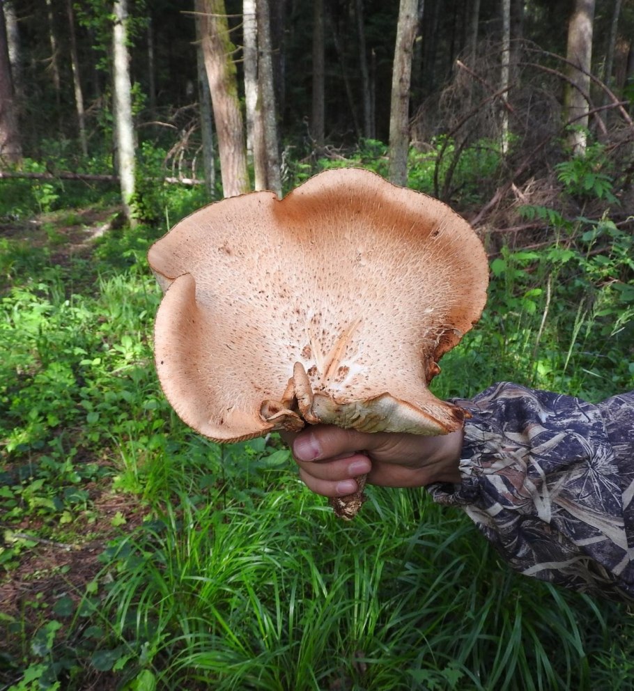 Гриб Пилолистник пластинчатый