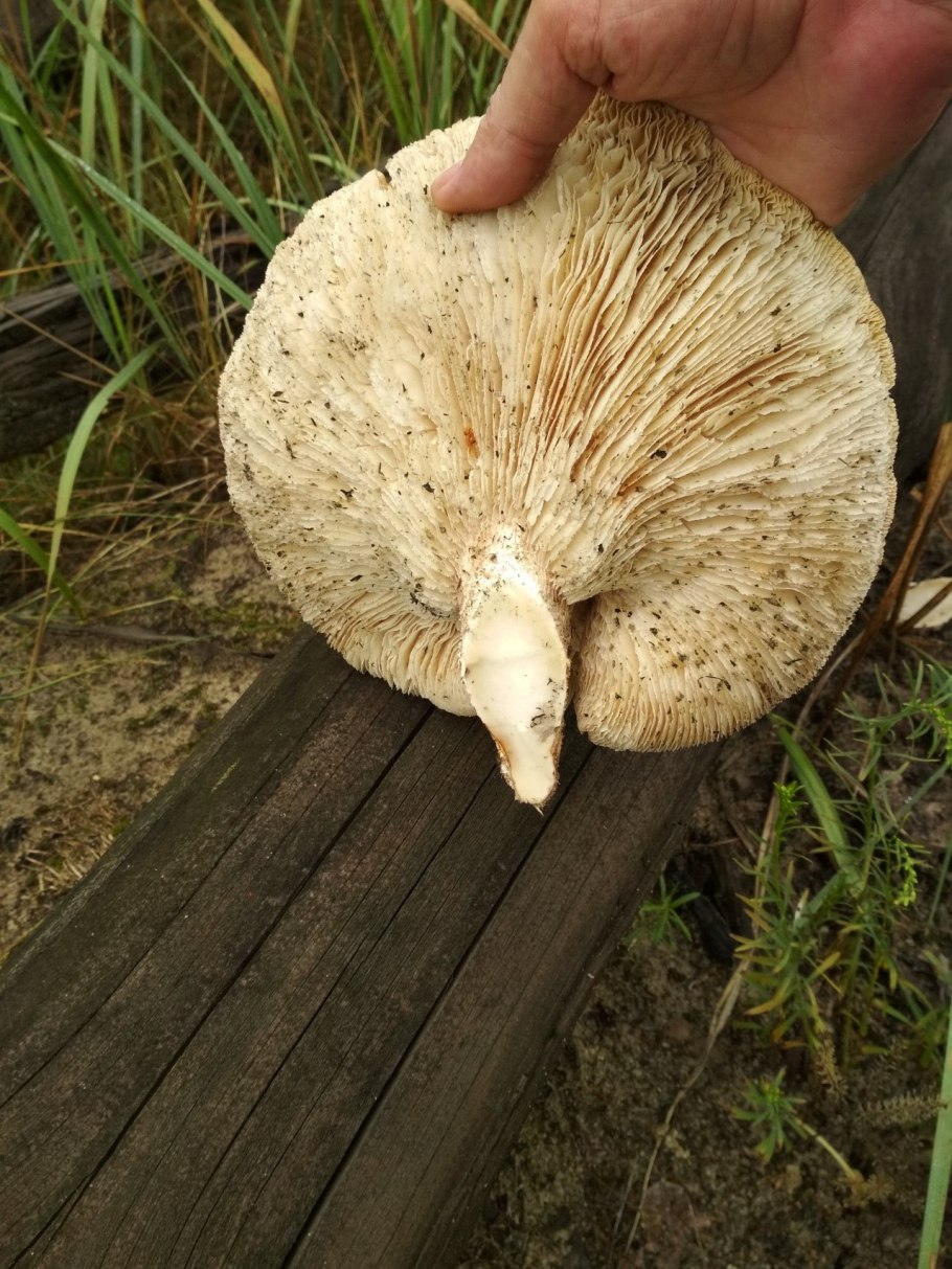 Пилолистник чешуйчатый