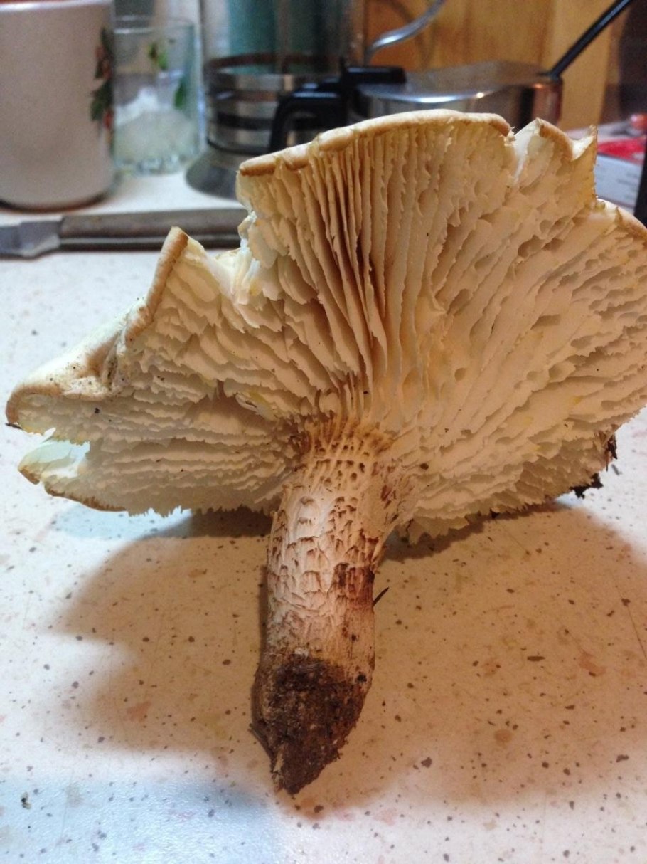 Гриб трутовик чешуйчатый шпальный гриб