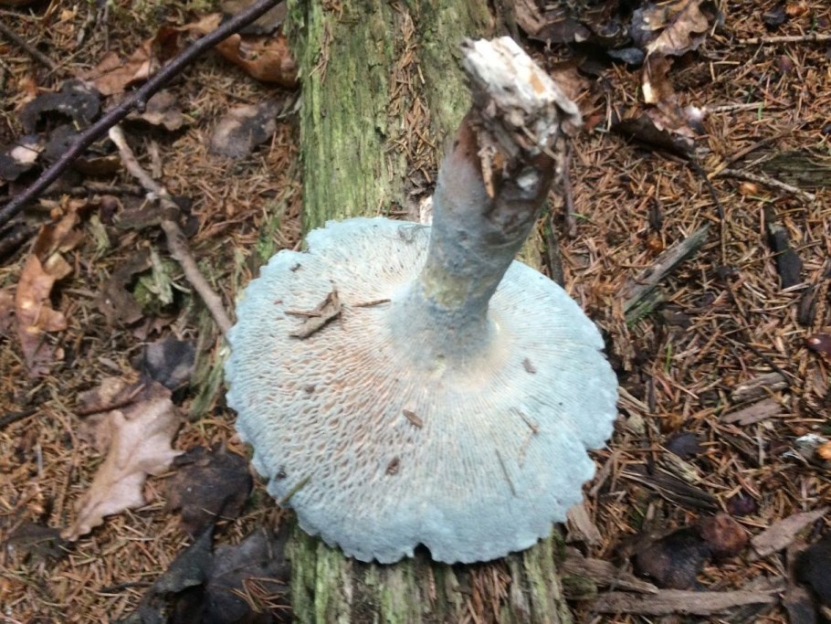 Lactarius indigo