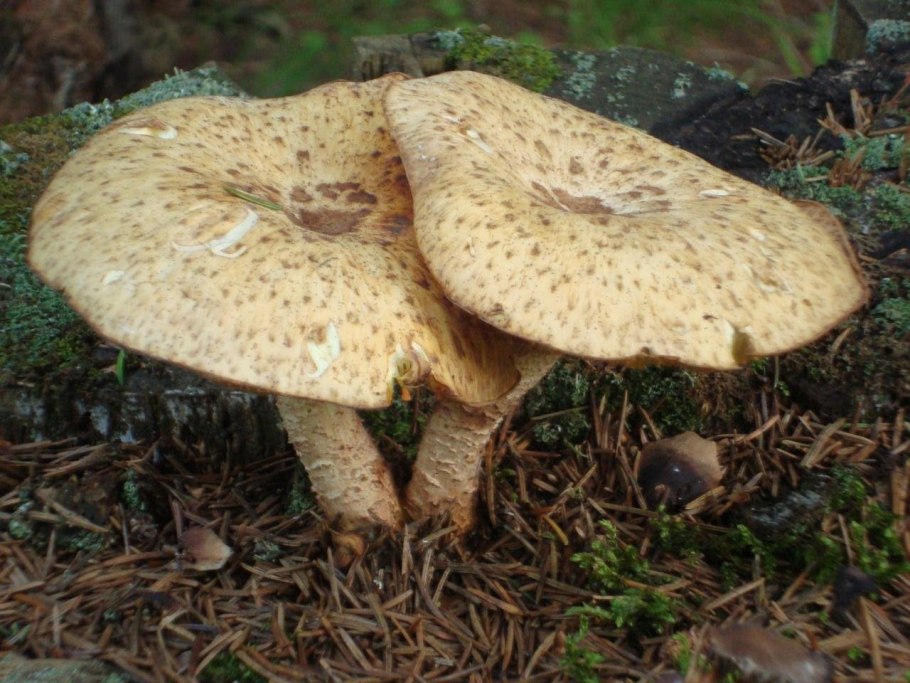 Гриб Пилолистник пластинчатый