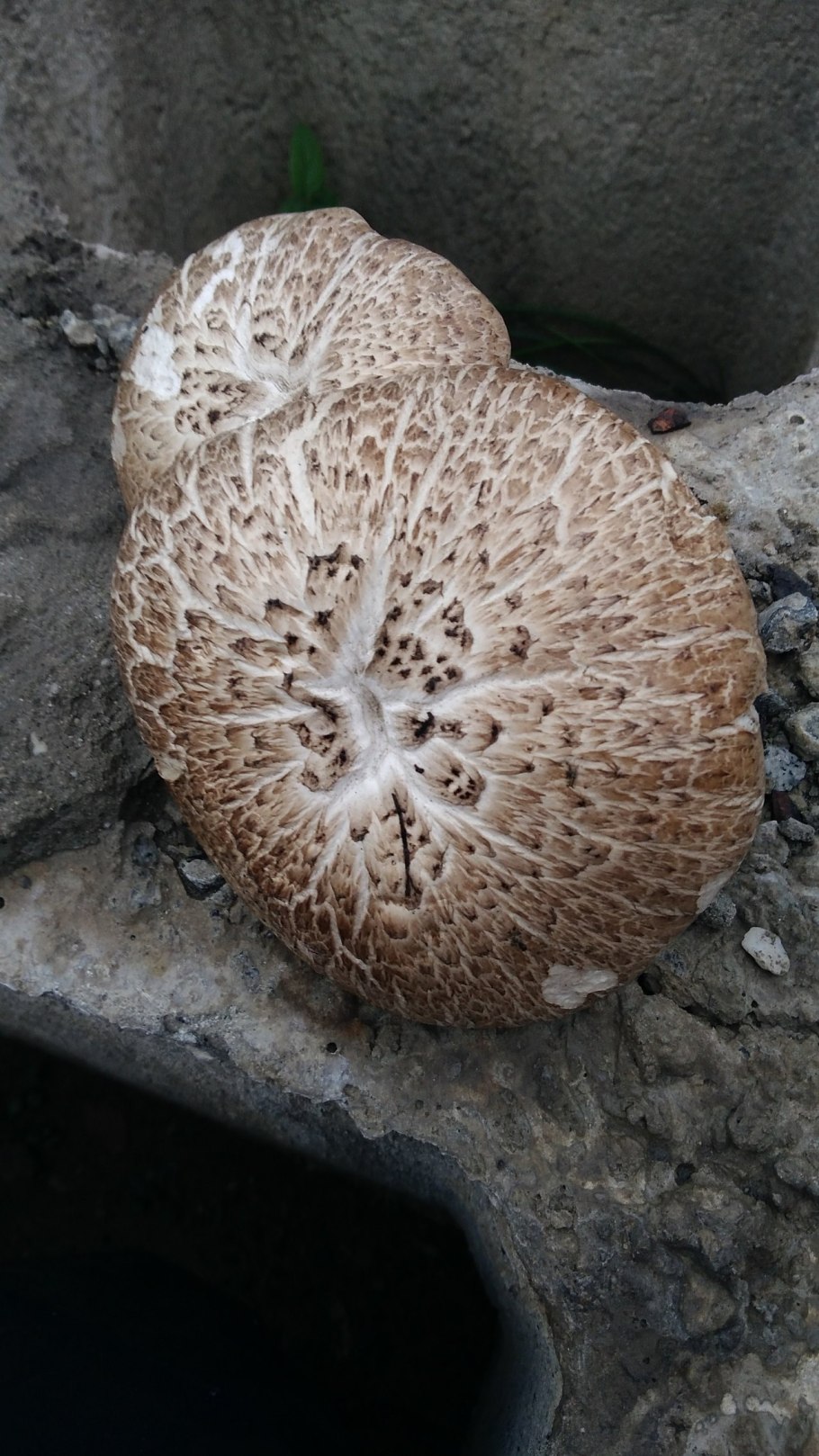 Пилолистник чешуйчатый