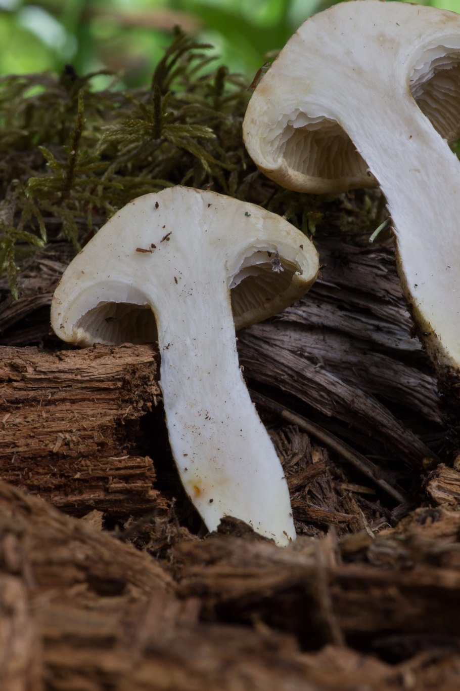 Шпальный гриб Lentinus lepideus