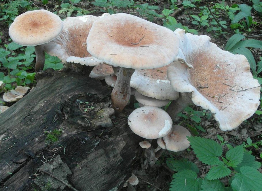 Гриб паразит на хвойных деревьях