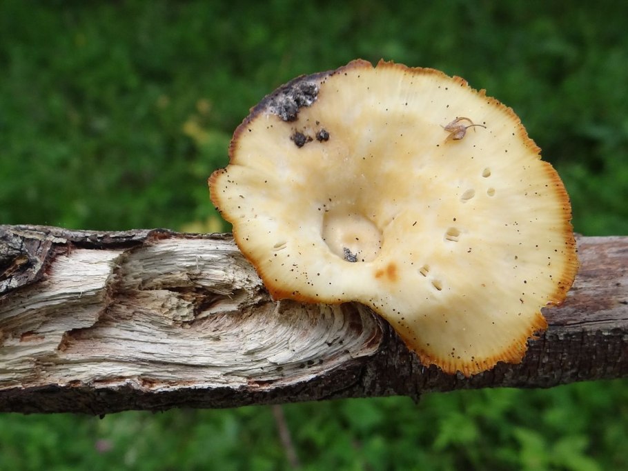 Шпальный гриб Lentinus lepideus