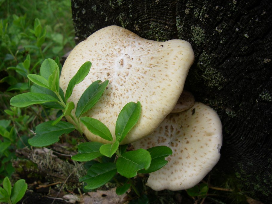 Трутовик Пилолистник съедобные