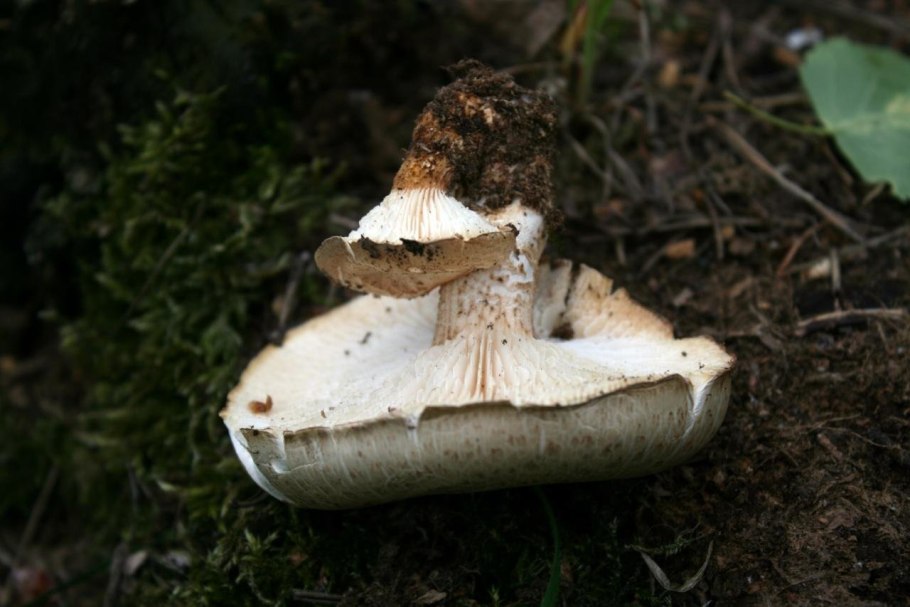 Пилолистник чешуйчатый приготовление