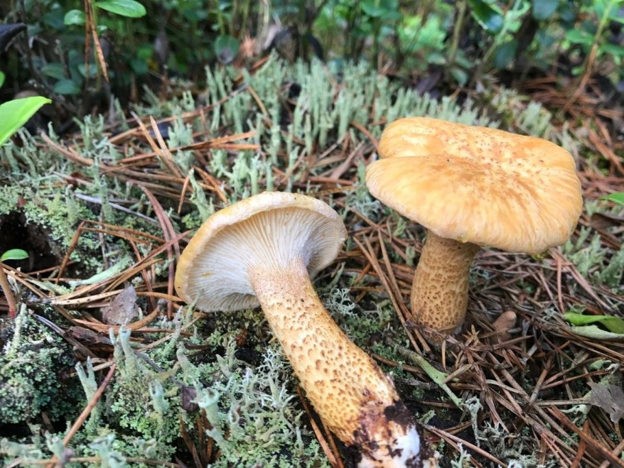 Neolentinus lepideus