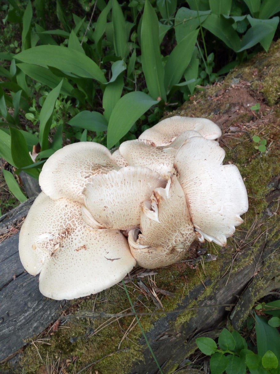 Шпальный гриб Пилолистник чешуйчатый