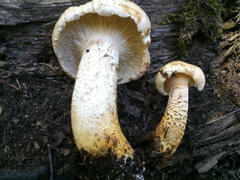 Пилолистник чешуйчатый