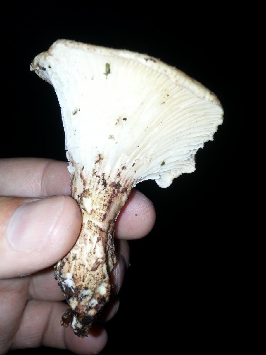 Пилолистник бокаловидный