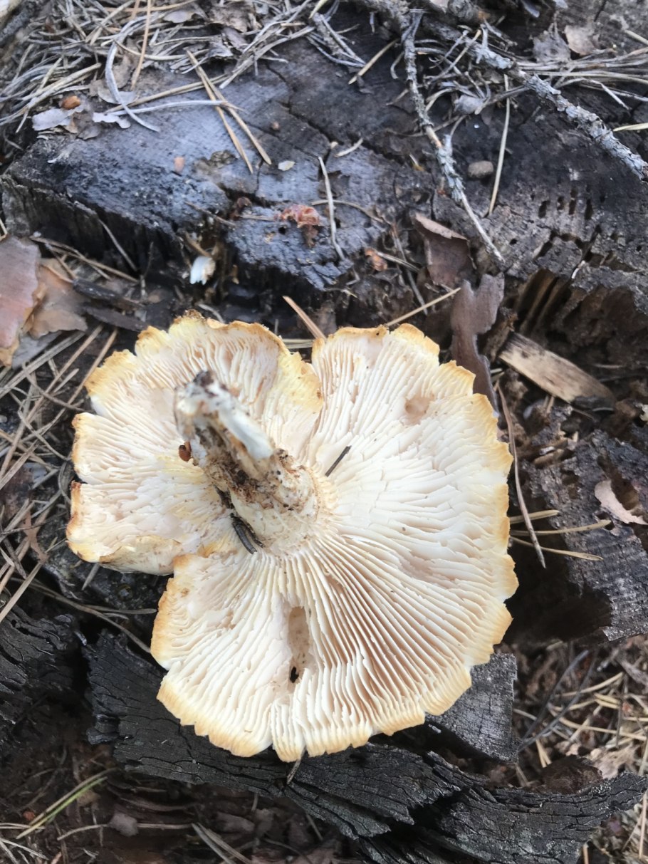 Шпальный гриб Lentinus lepideus