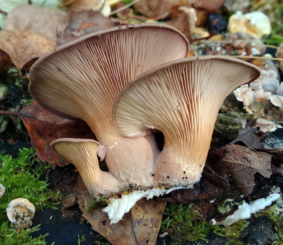 Гриб Пилолистник чешуйчатый съедобный