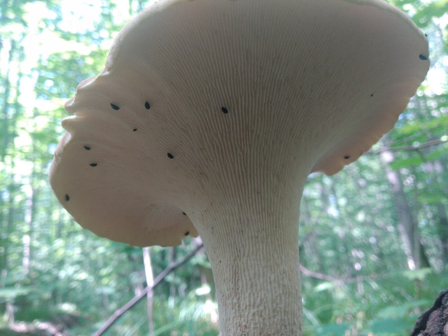 Пилолистник бокаловидный