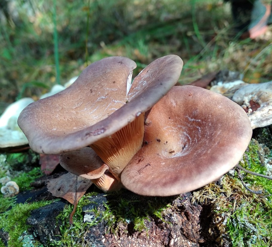 Шпальный гриб Lentinus lepideus