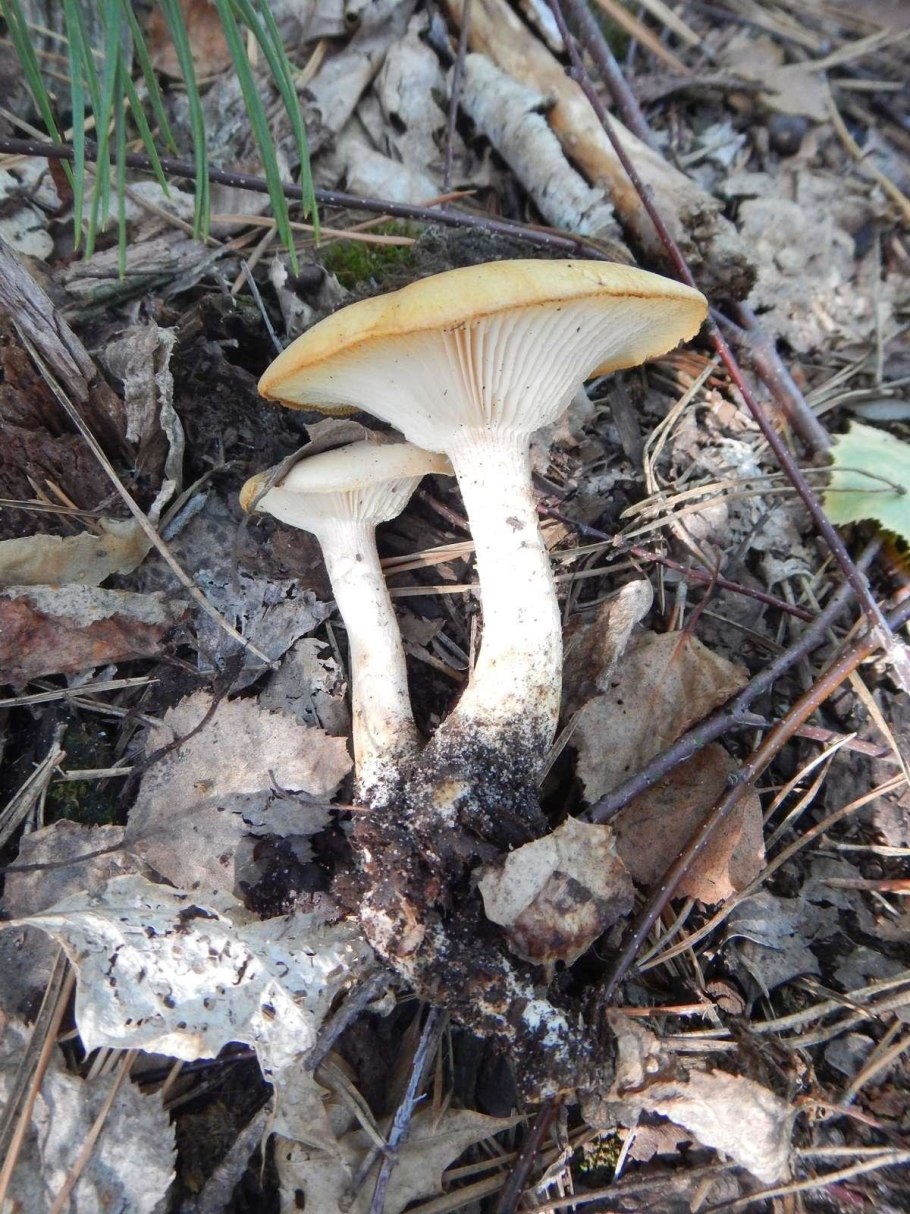 Говорушка подогнутая infundibulicybe geotropa