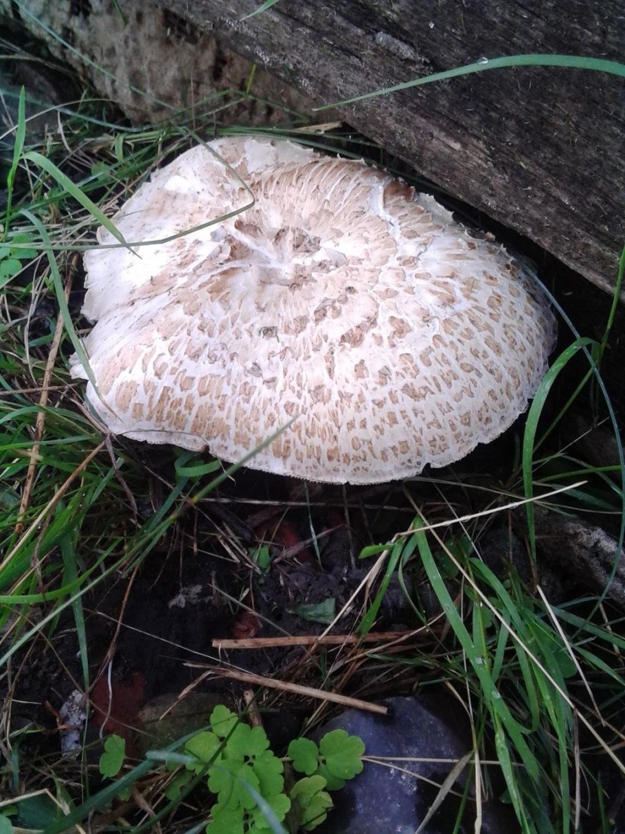 Шпальный гриб Lentinus lepideus