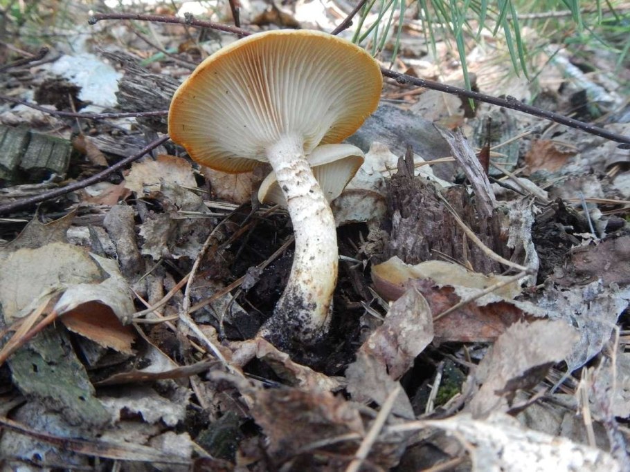 Гриб Пилолистник чешуйчатый съедобный