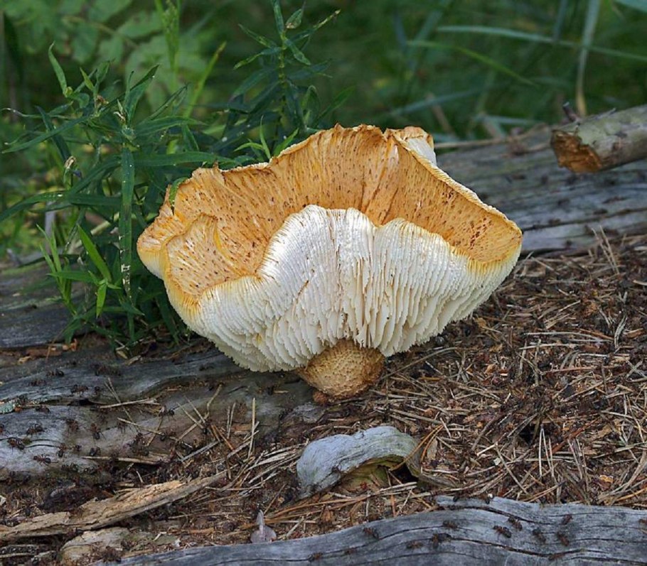 Шпальный гриб Lentinus lepideus