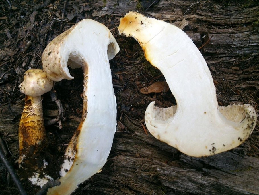 Гриб Пилолистник чешуйчатый пластинчатый