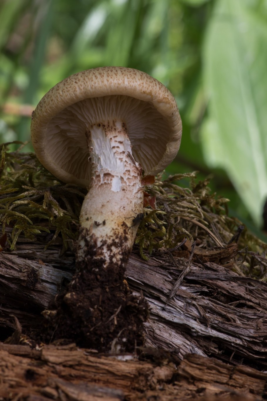 Шпальный гриб Lentinus lepideus