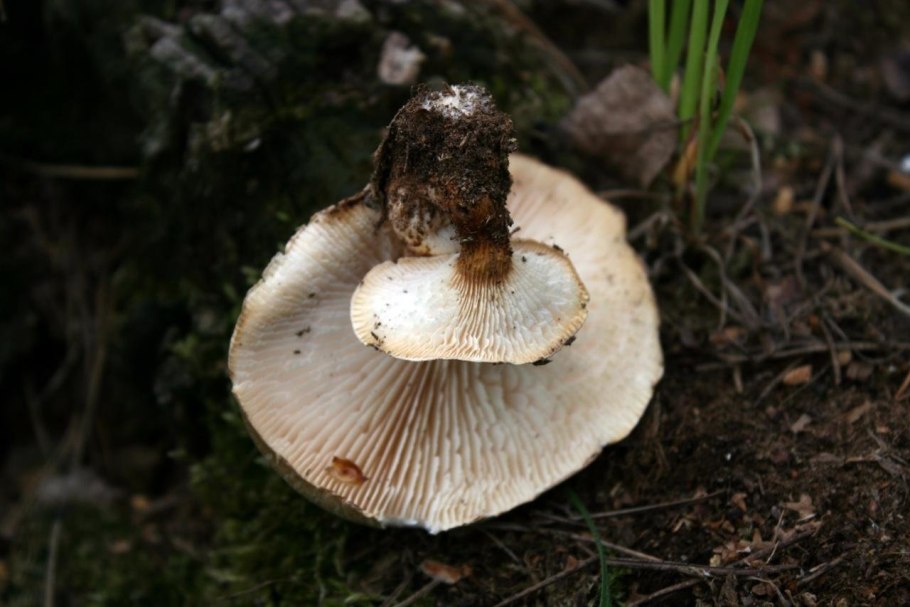 Трутовик Пилолистник