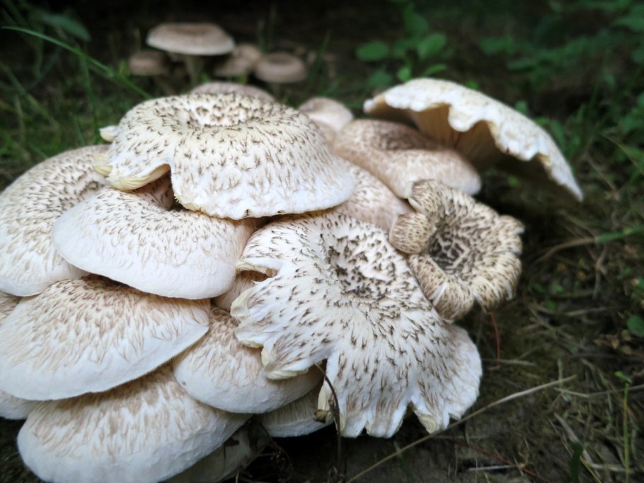 Гриб Пилолистник