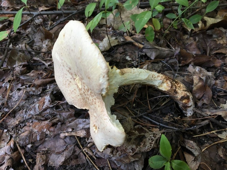 Лепиота шероховатая