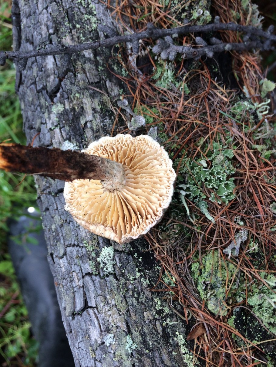 Lentinus concentricus
