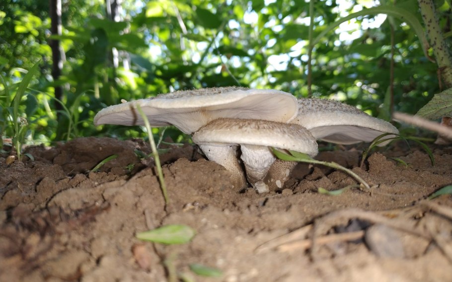 Белый чешуйчатый гриб