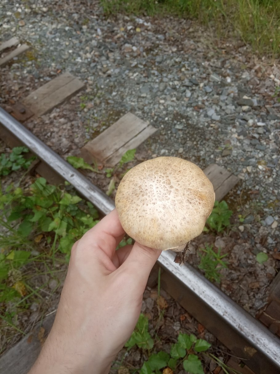 Пилолистник шпальный фото и описание