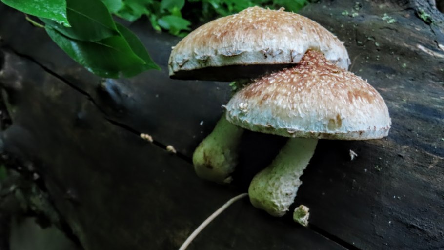 Пилолистник чешуйчатый шпальный гриб Neolentinus lepideus