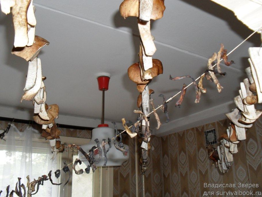 Сушка грибов