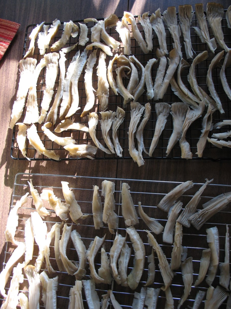 Сушка грибов