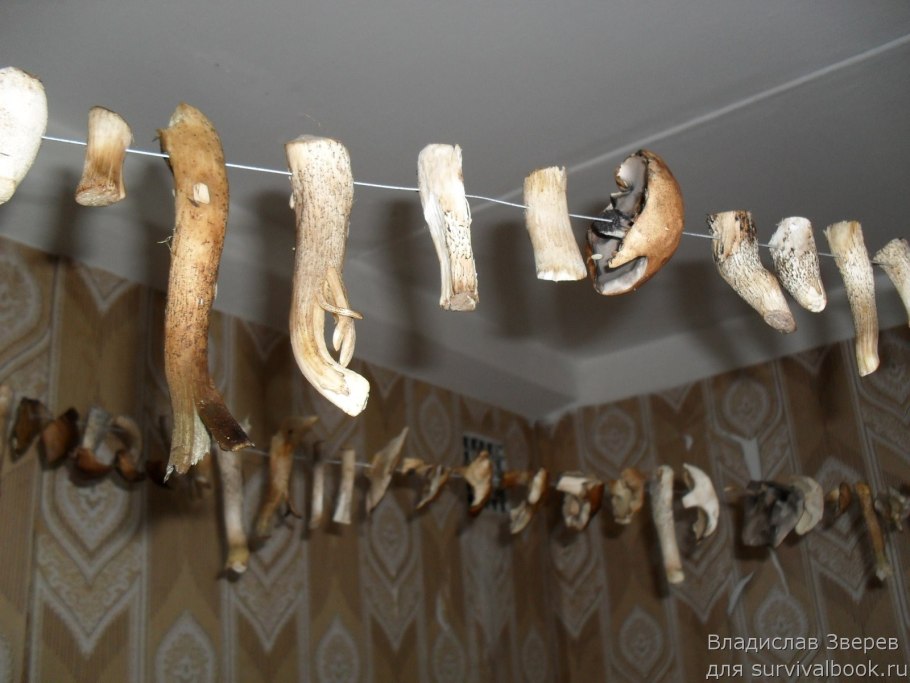 Сушка грибов на веревочке