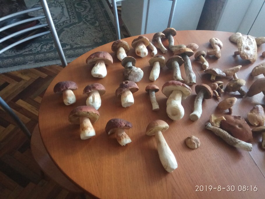 Грибы сушка