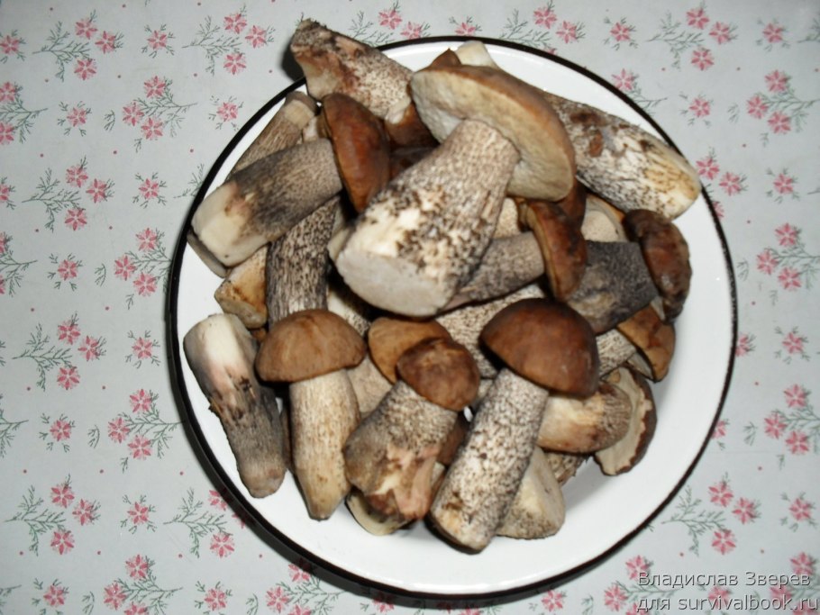 Сбор и заготовка грибов