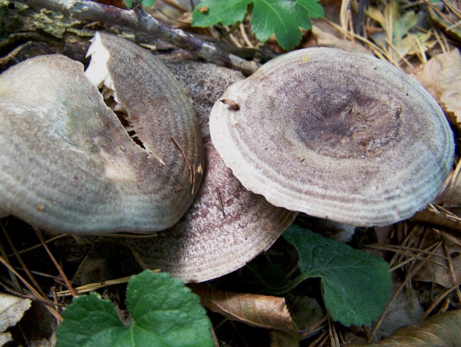 Гладыш млечник обыкновенный Lactarius trivialis