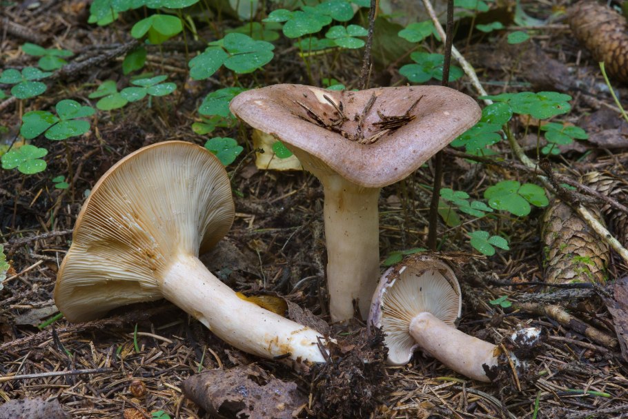 Млечник обыкновенный серушка