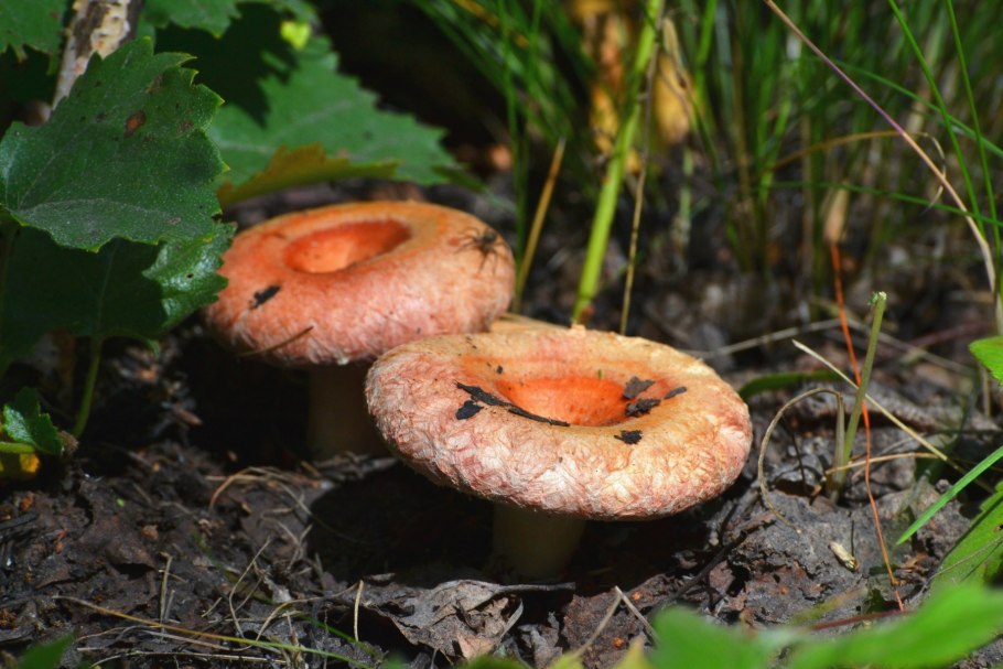 Серушка гриб Lactarius flexuosus