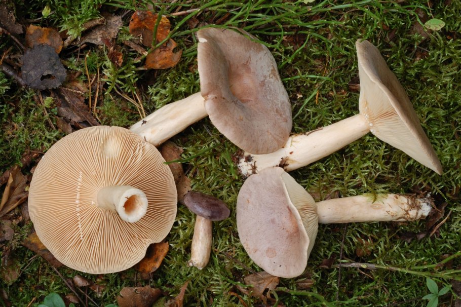 Грибы масленок серый