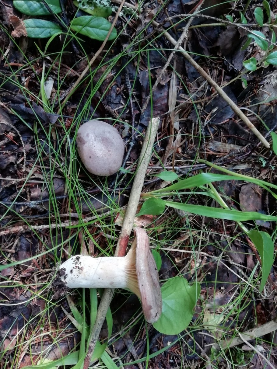 Млечник обыкновенный гладыш